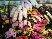 「萌芽園」　（徳島県板野郡藍住町）の花屋店舗写真2